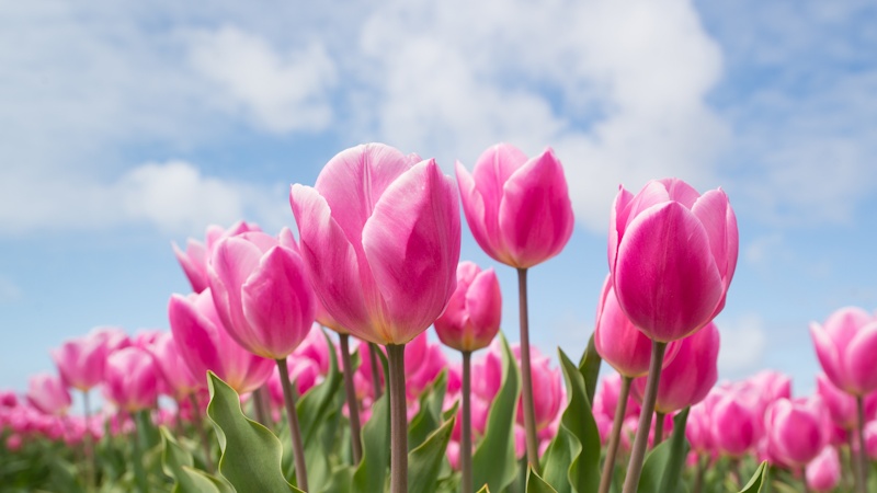 Holland - Blomstrende for�r