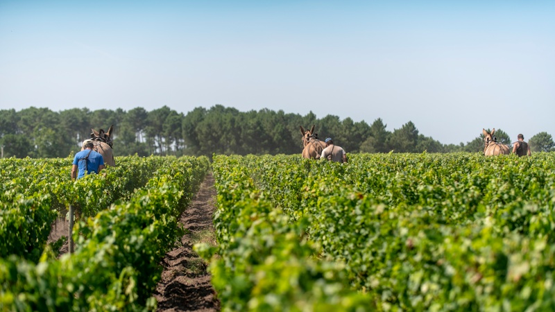 Vidunderlige vine i Bordeaux