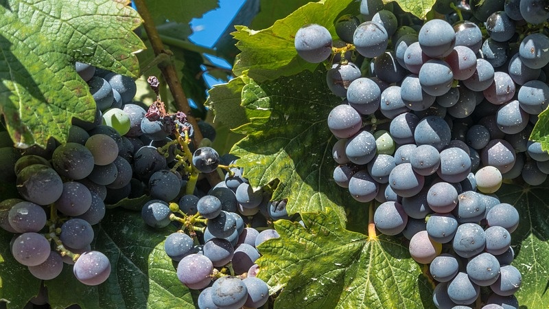 Vinrejse til Nordspanien