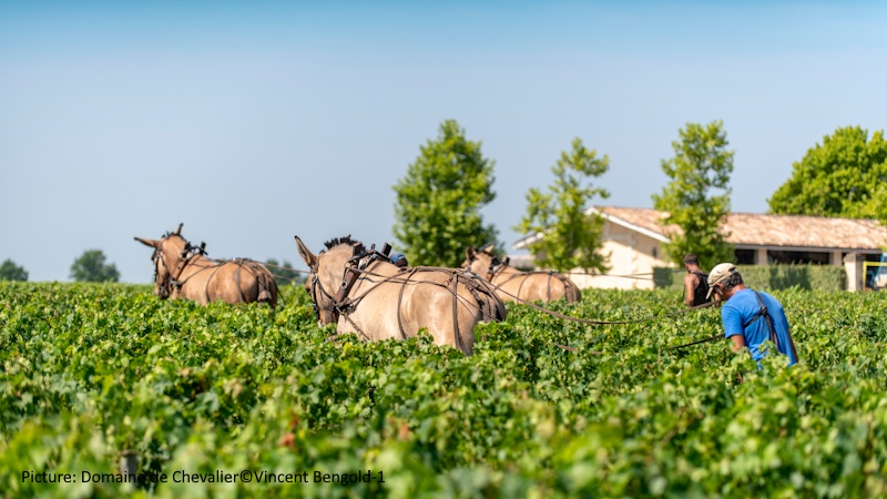 Flodkrydstogt ved Bordeaux