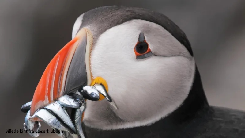 Island - Vild og Vovet